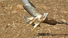 Mäusebussard_ (16).jpg